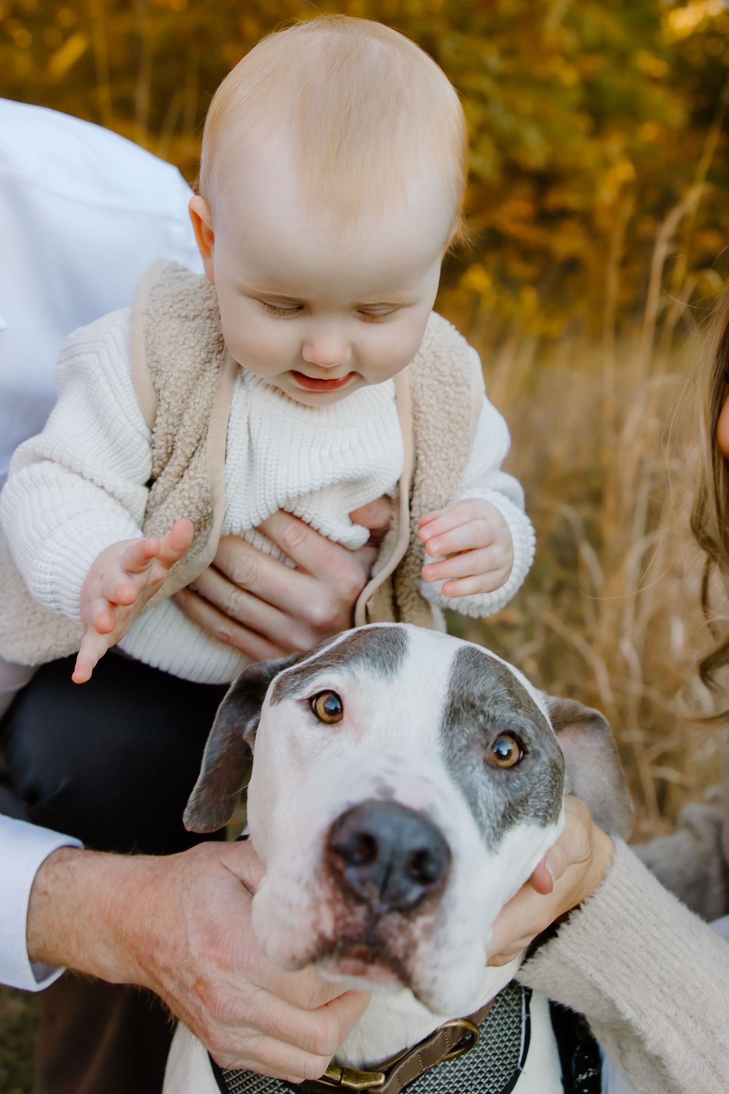 A baby gently pets a gray and white dog's head while being supported by adult hands.