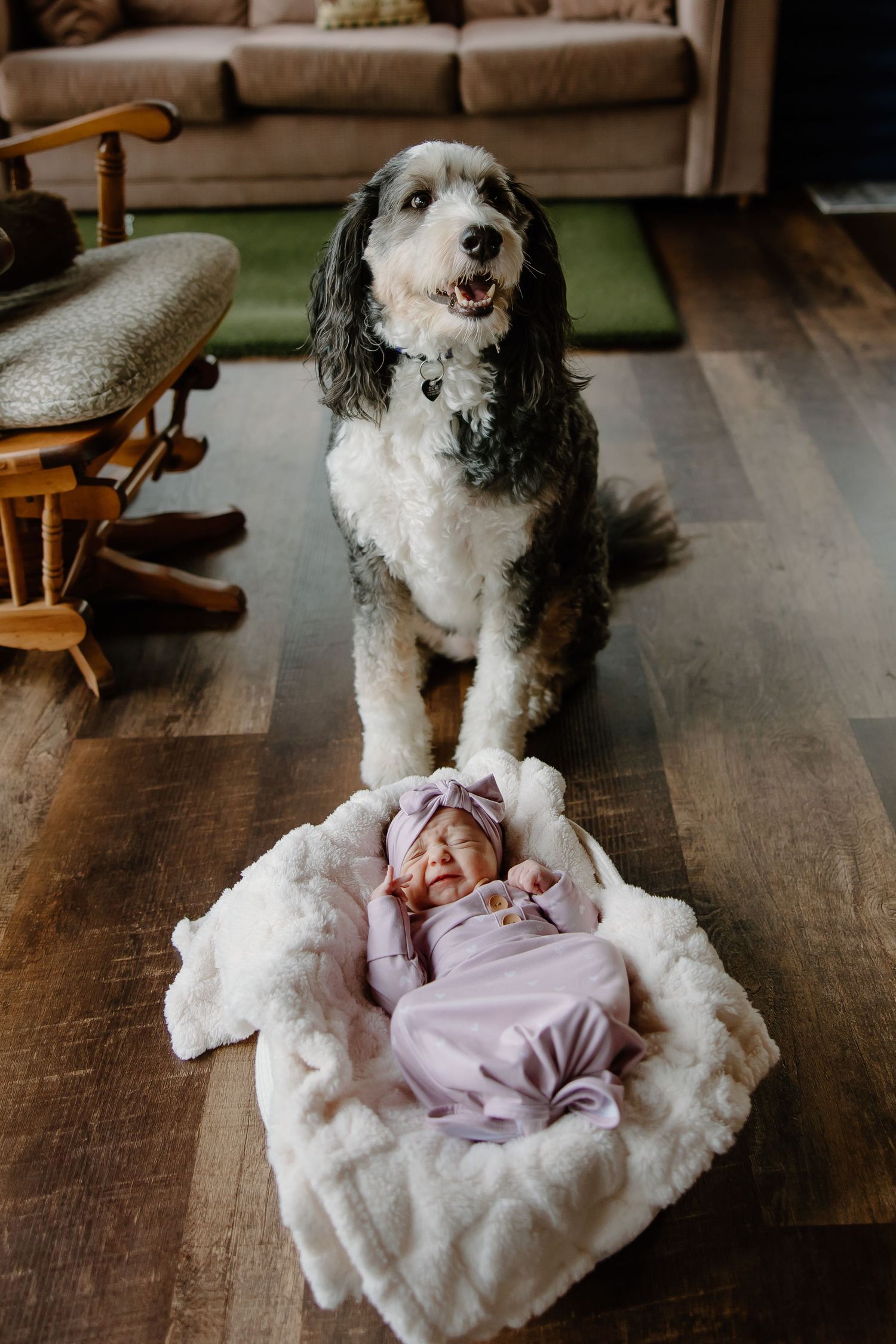 A friendly black and white dog stands protectively near a baby lying on a white blanket on hardwood floor.