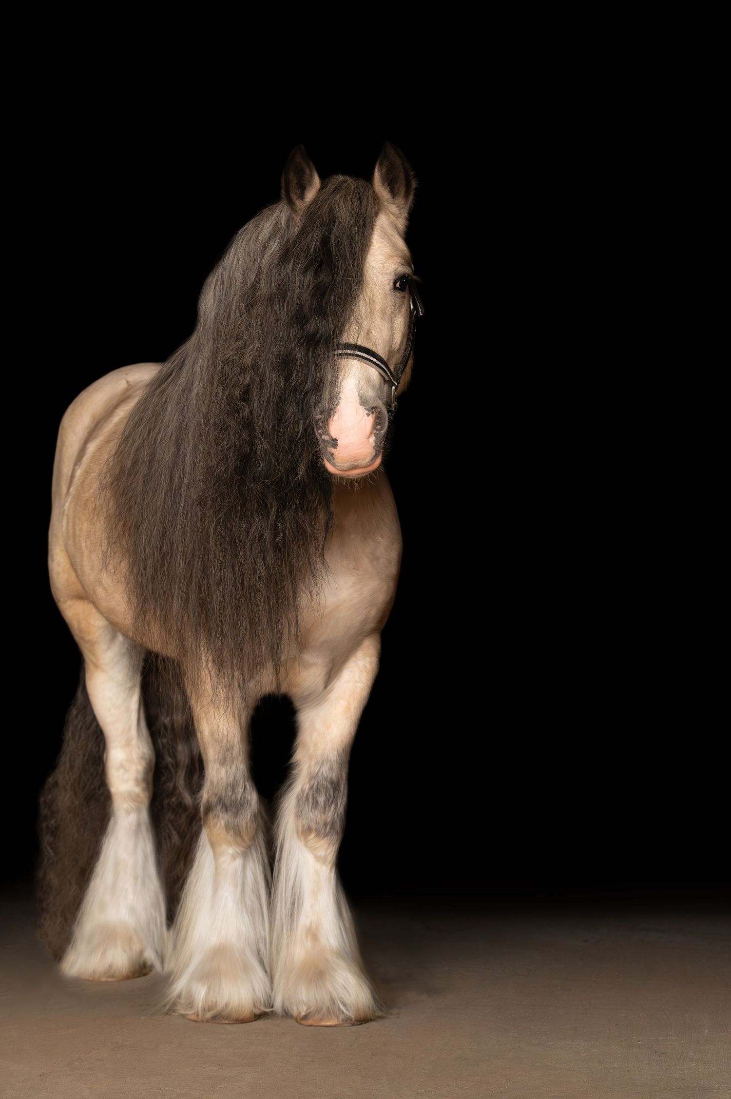 Treble H Photography Equine Fine Art