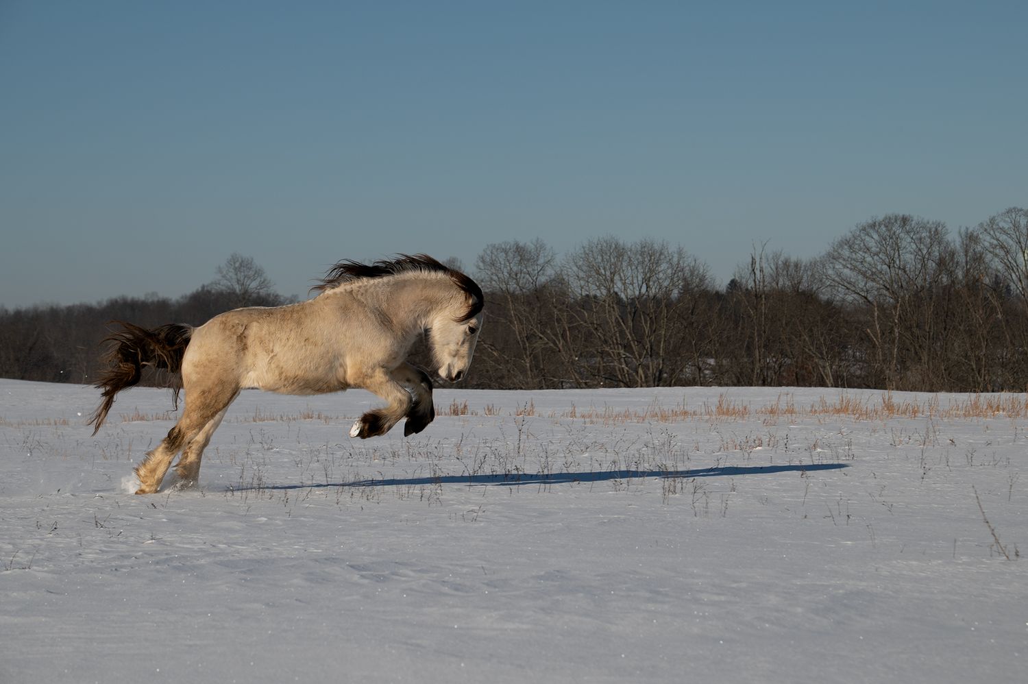 Treble H Photography Wild & Free