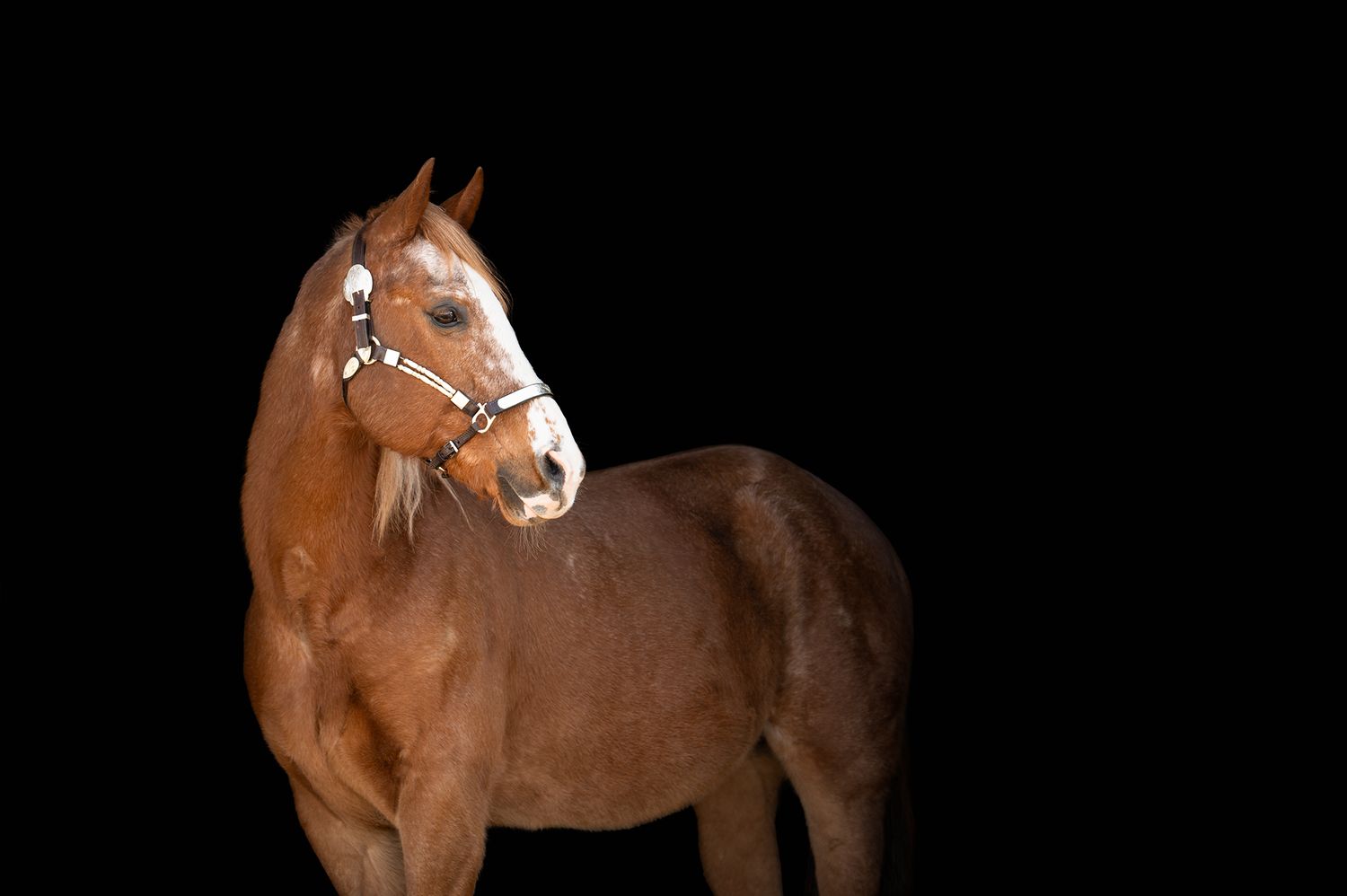 Treble H Photography Equine Fine Art