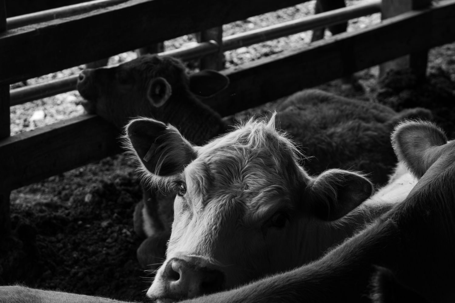 Treble H Photography Farm Documentary