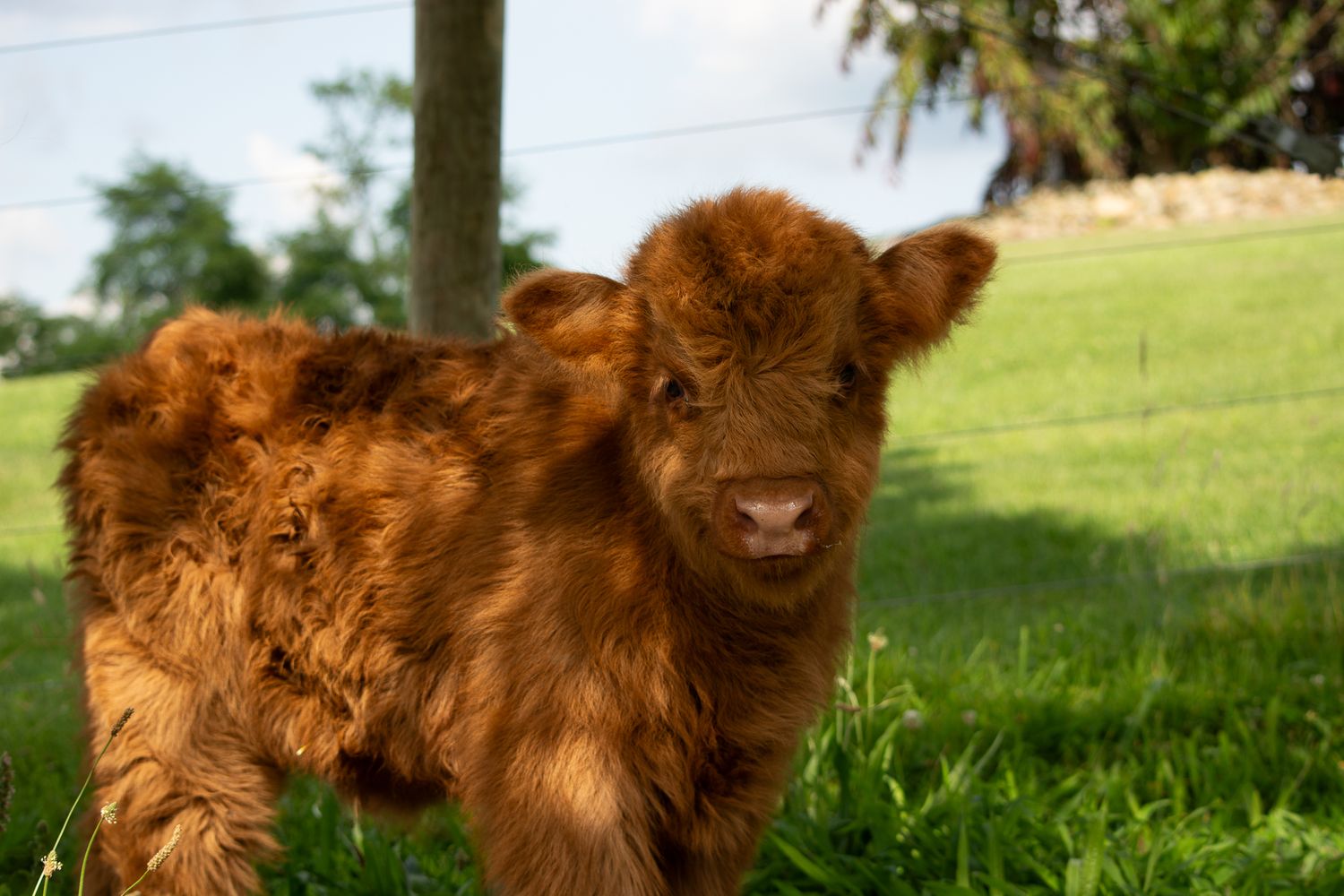 Treble H Photography Farm Documentary