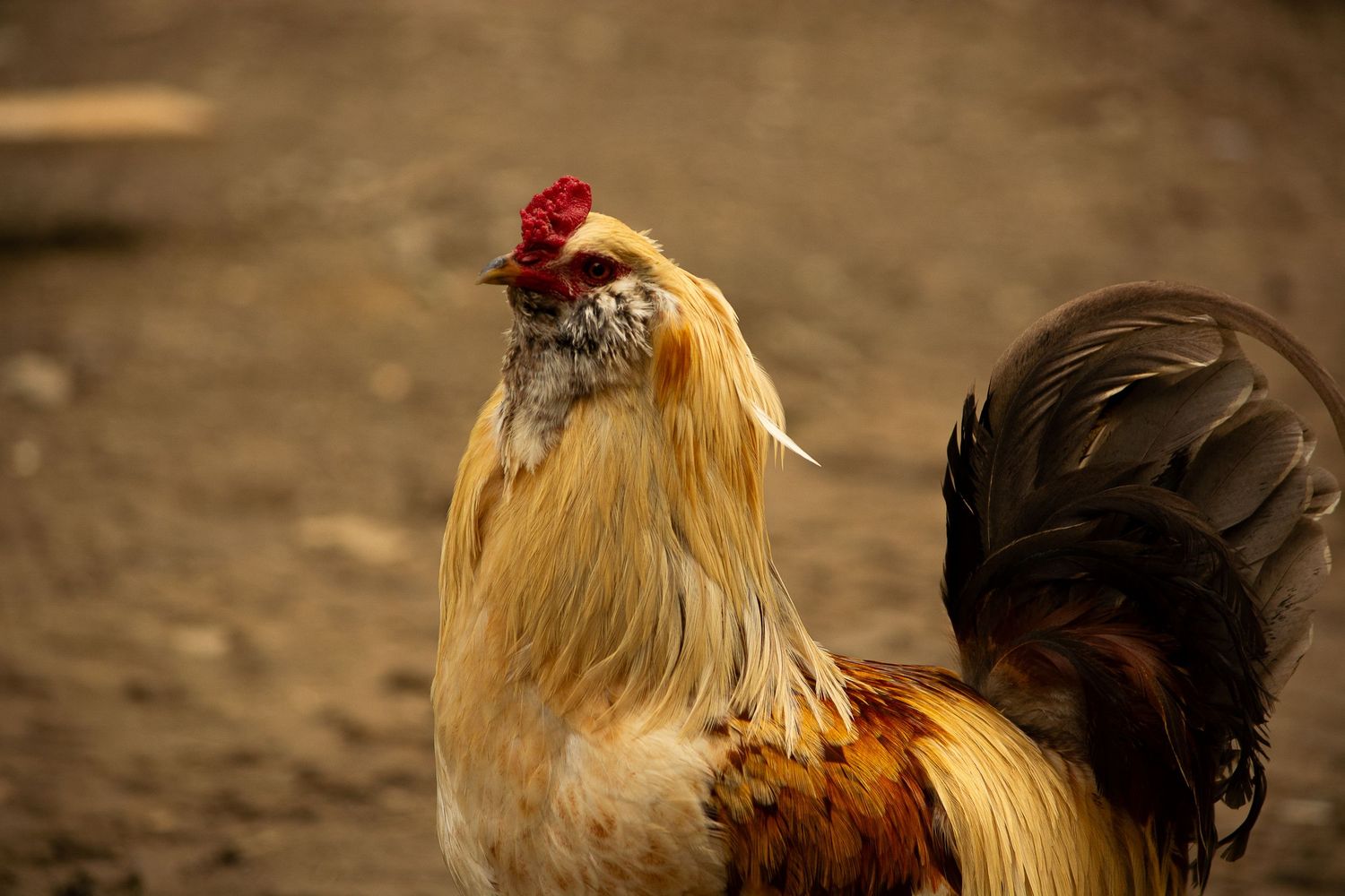 Treble H Photography Farm Documentary