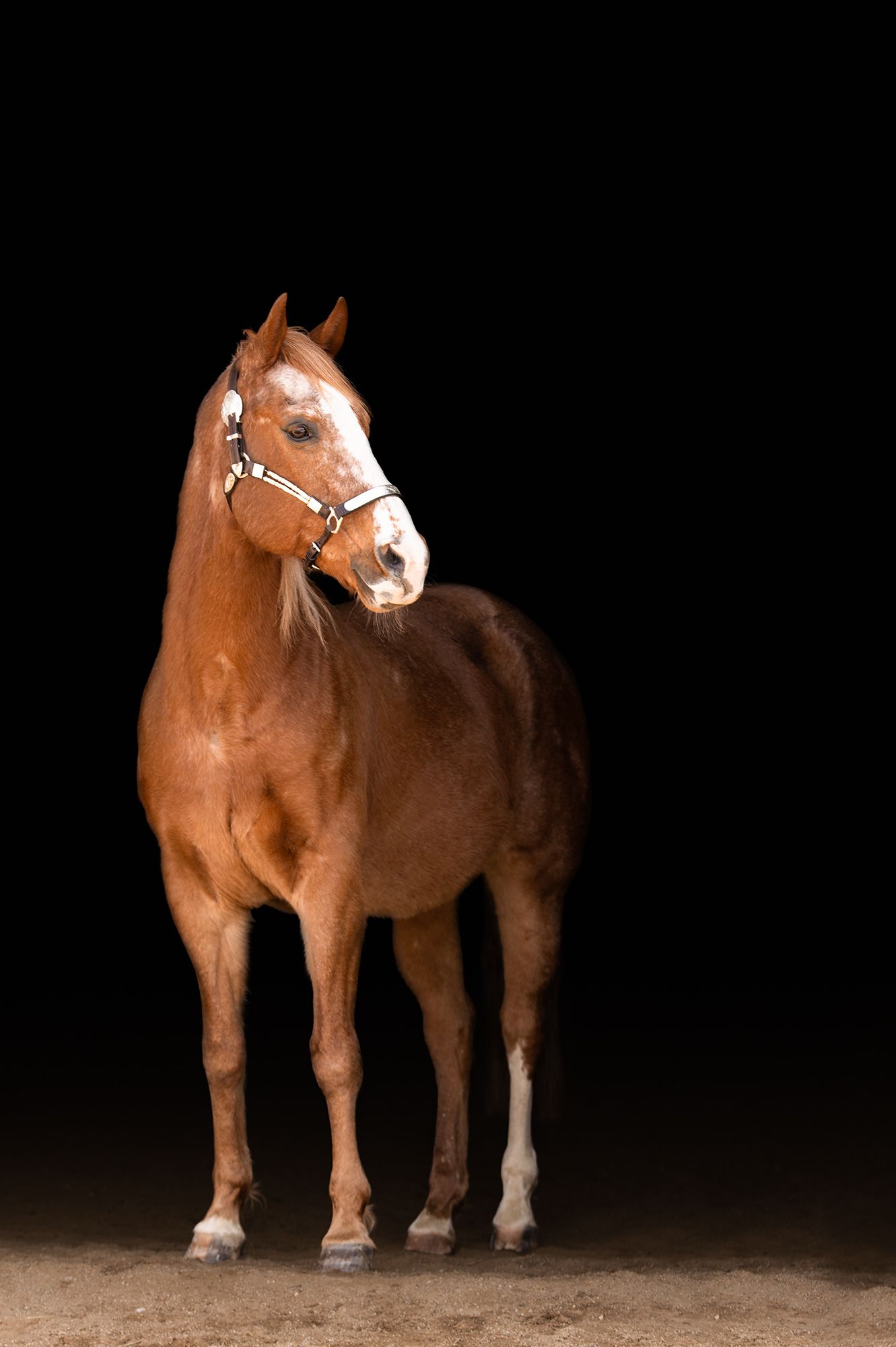 Treble H Photography Equine Fine Art