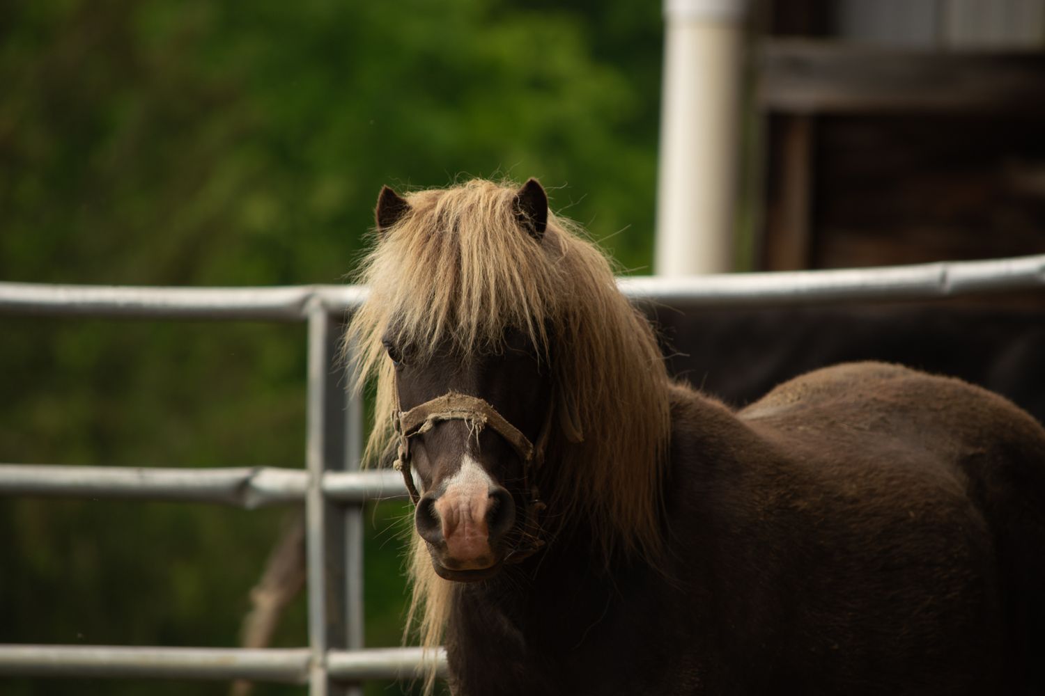 Treble H Photography Wild & Free