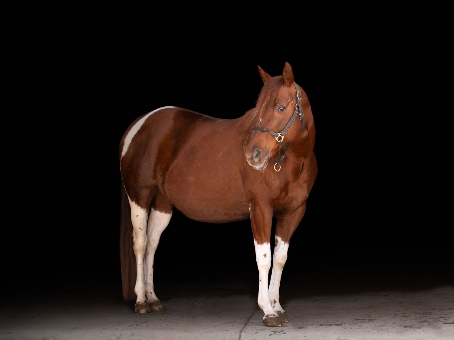 Treble H Photography Equine Fine Art