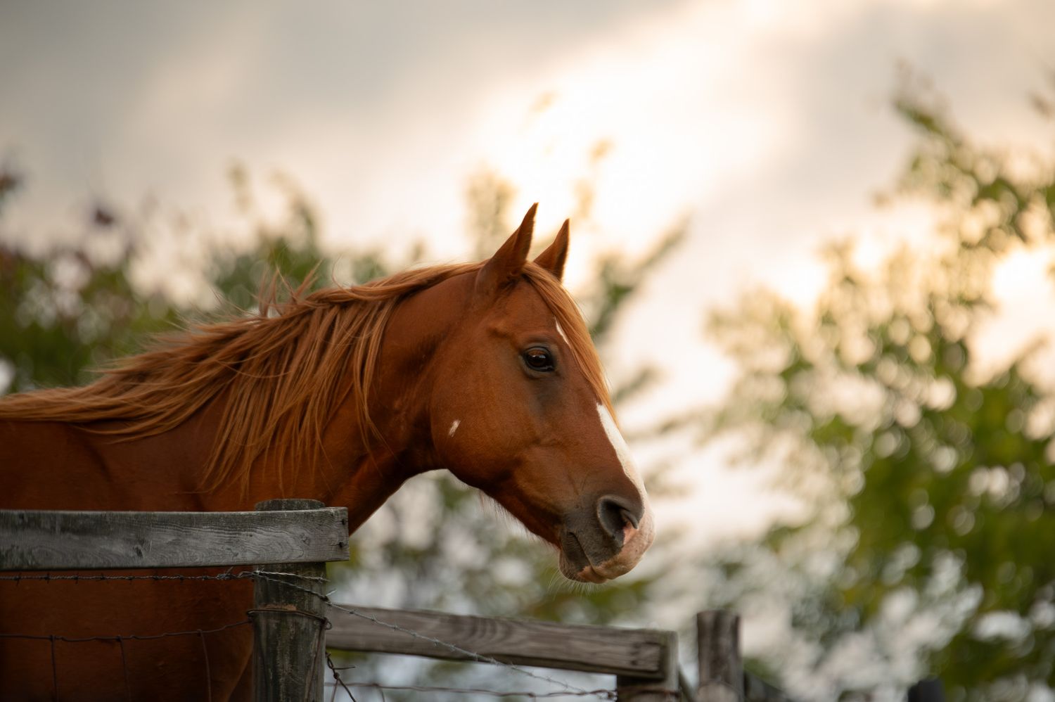 Treble H Photography Wild & Free