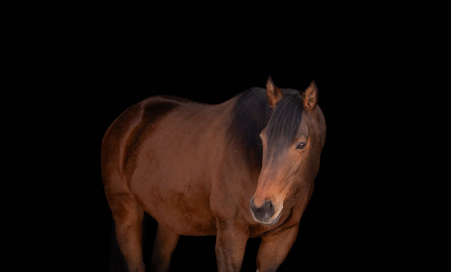 Treble H Photography Equine Fine Art