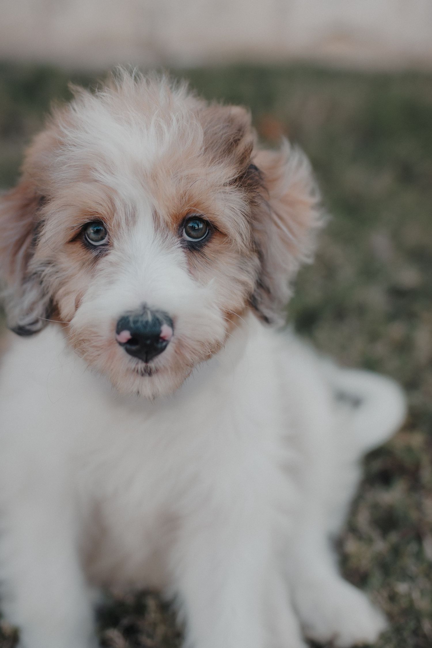 Adorable fluffy white and brown puppy with blue eyes sitting on green grass looking at camera.