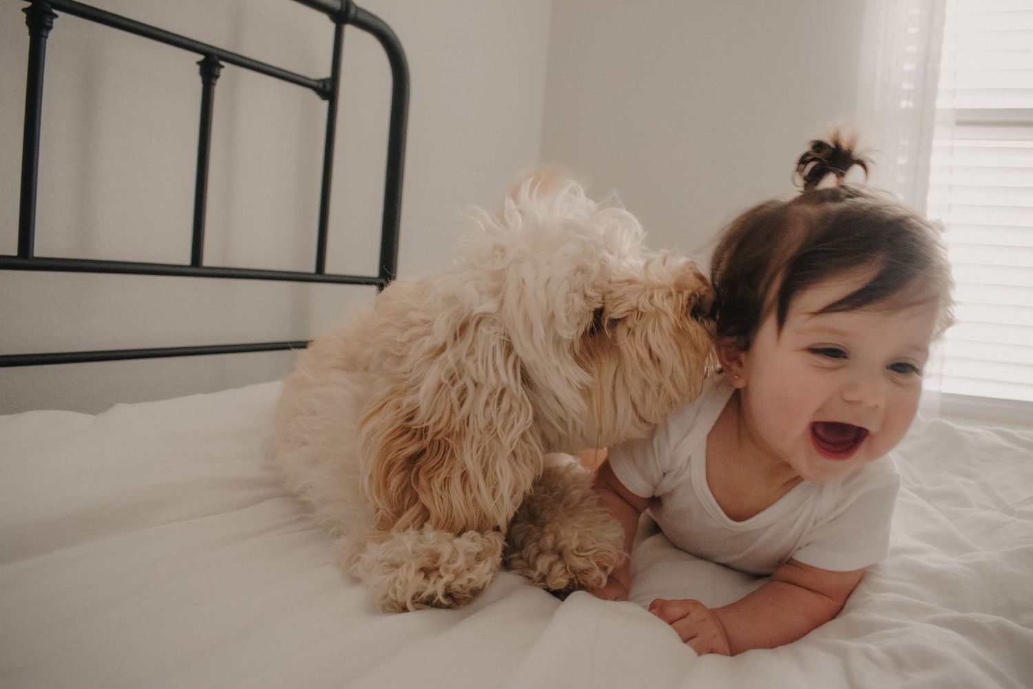 A laughing baby in a white onesie plays on a bed with a fluffy golden dog.