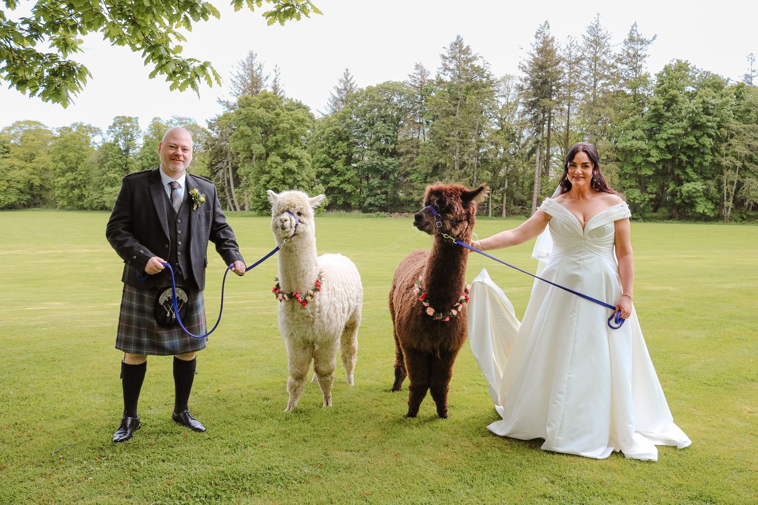 Bride and groom in Scottish kilt holding alpacas on green lawn at outdoor wedding celebration.