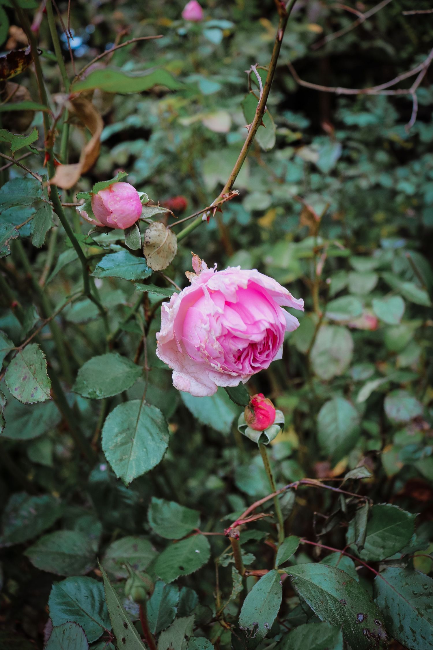 Pink roses bloom against dark green foliage in a lush garden setting.