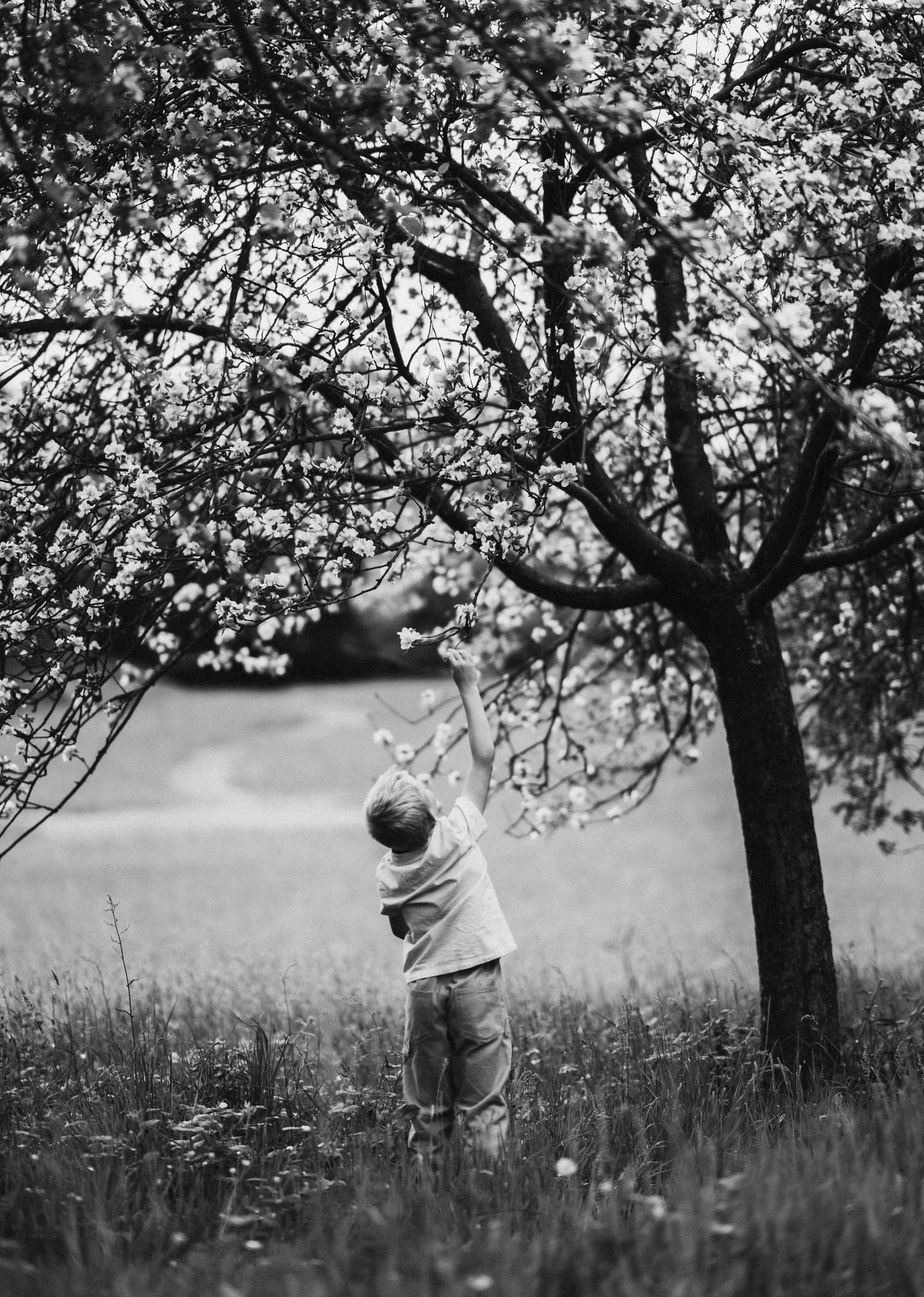 Person standing beneath blooming cherry trees in a spring meadow.