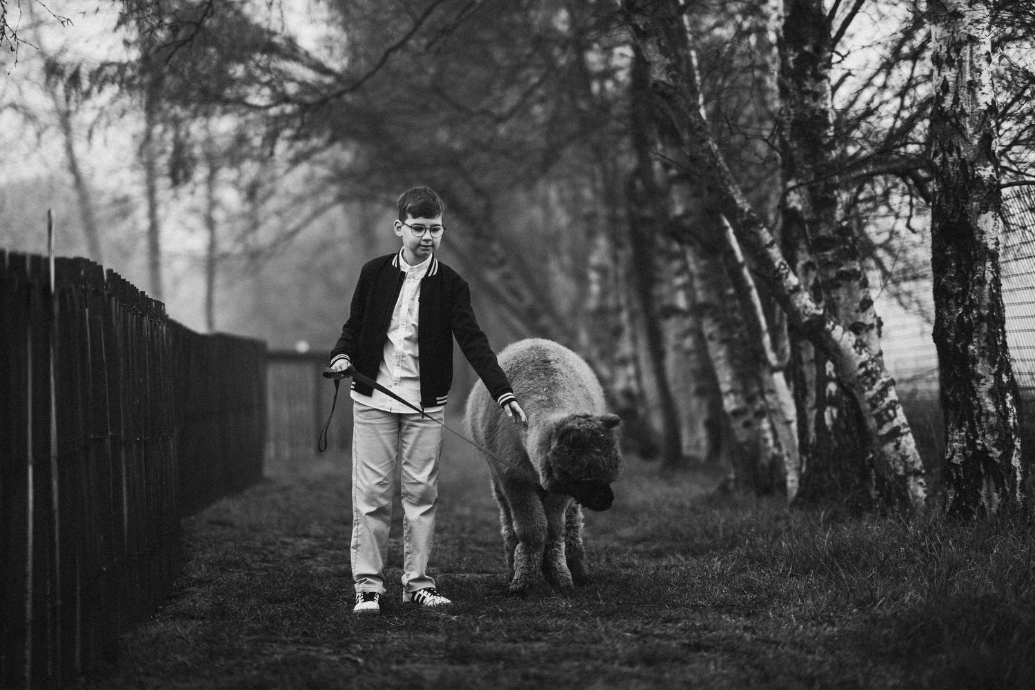 Black and white photo of a boy walking a pig on a leash along a rural path surrounded by trees.