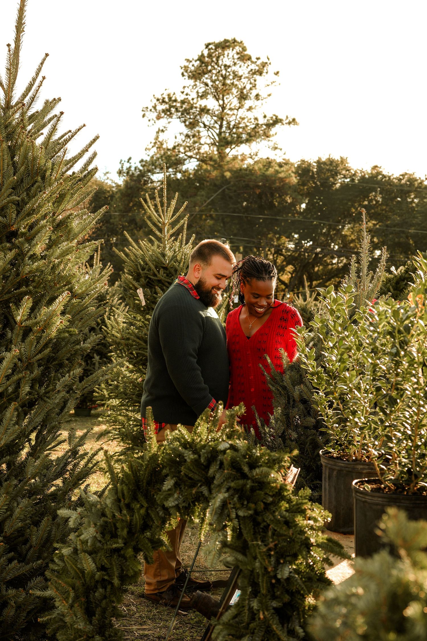 Romantic couple moment captured among evergreen trees at sunset.