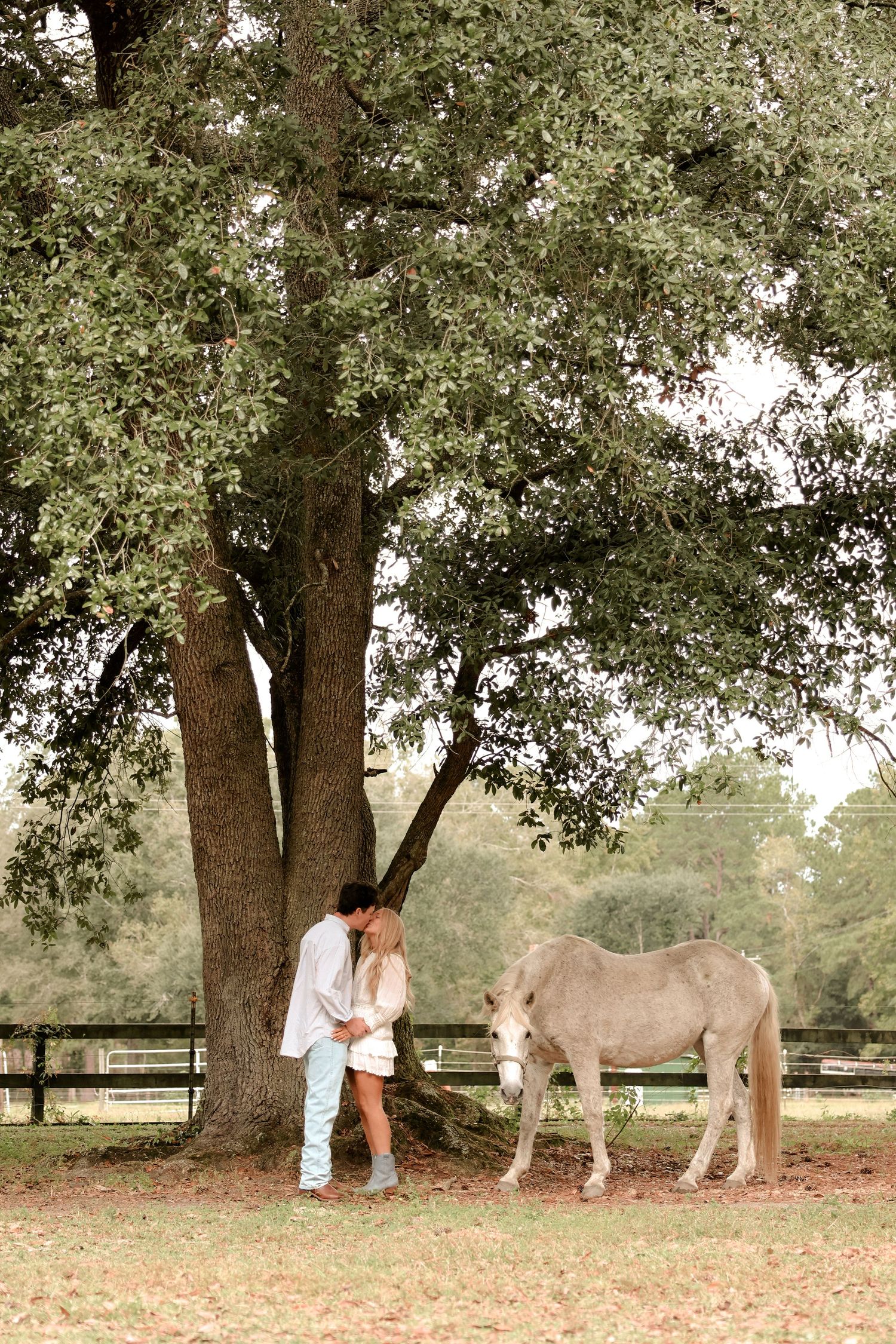 A romantic scene under oak trees with horses grazing in a pastoral setting.
