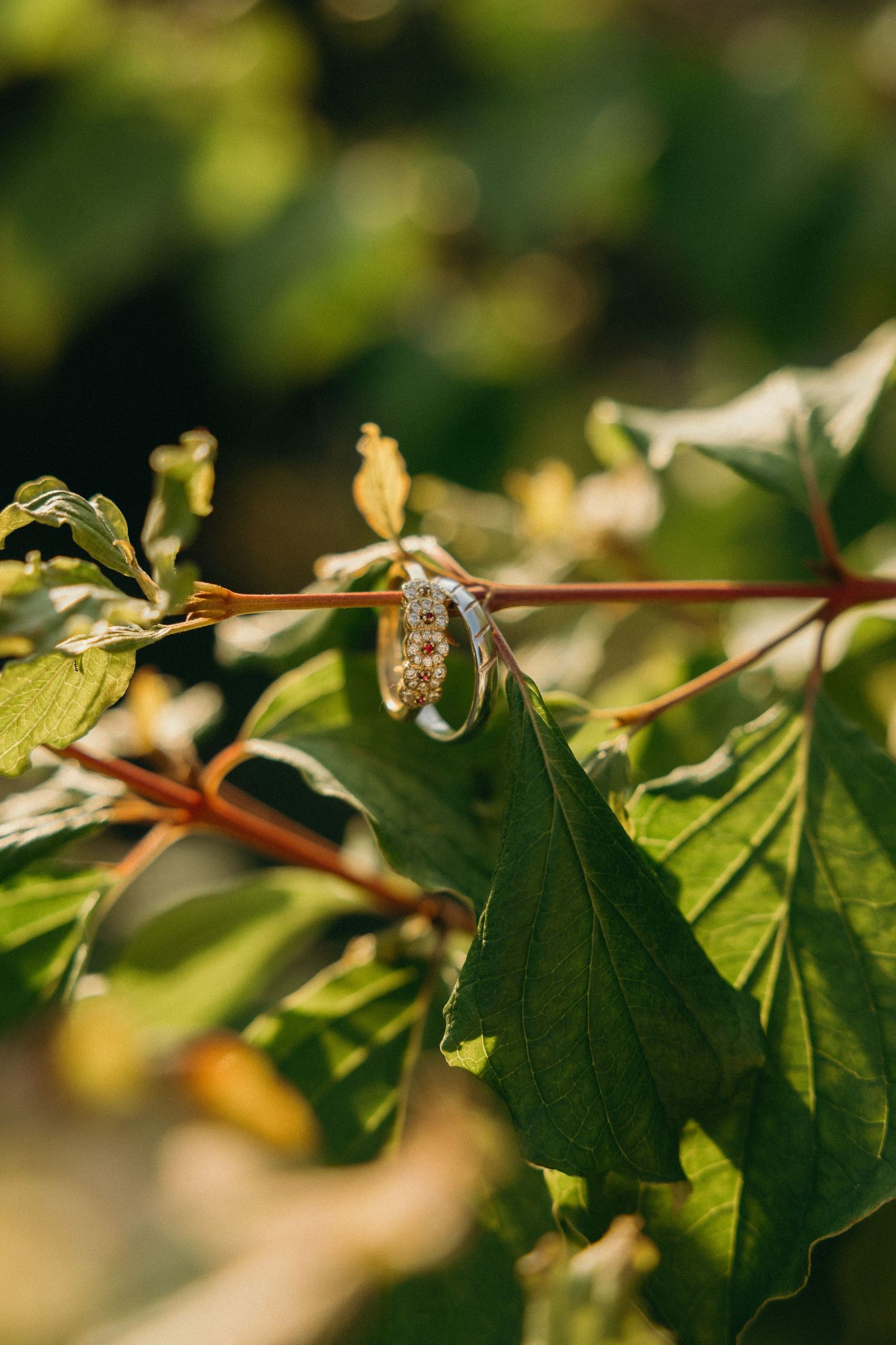 Sunlit green leaves and branches with bokeh effect in natural setting.