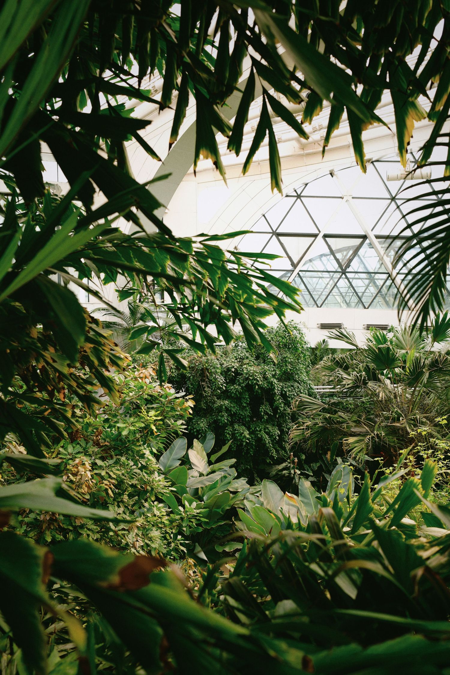 Lush greenhouse interior with tropical plants and palm fronds under a geometric glass ceiling.