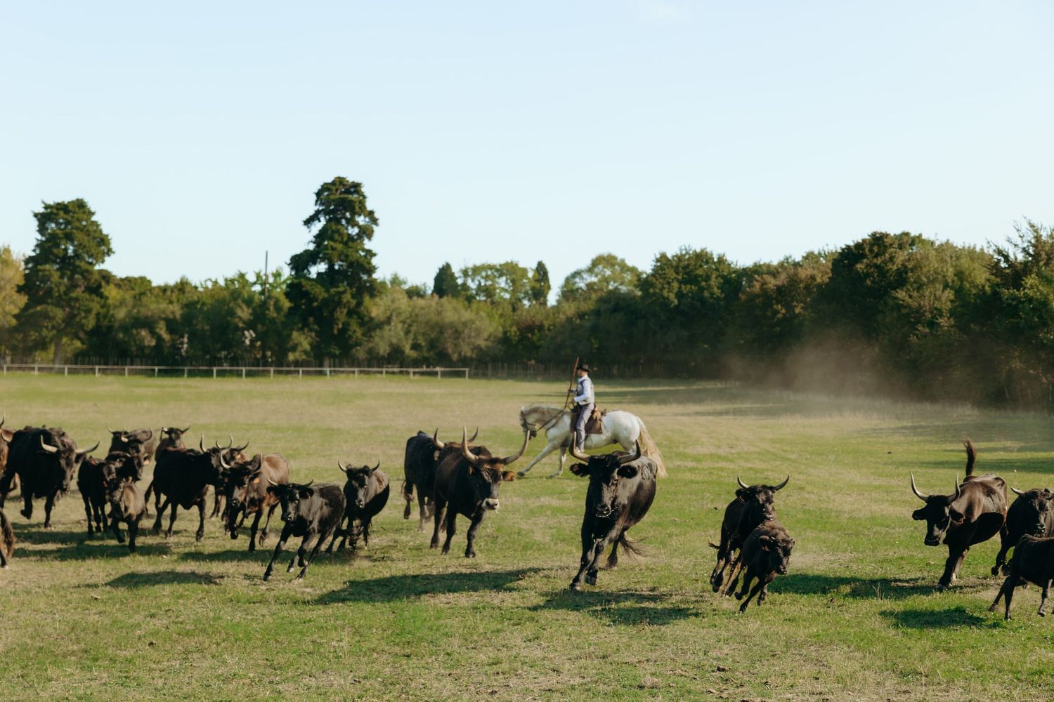 un gardian en tenue traditionnelle lors de son travail quotidien avec les chevaux et les taureaux.