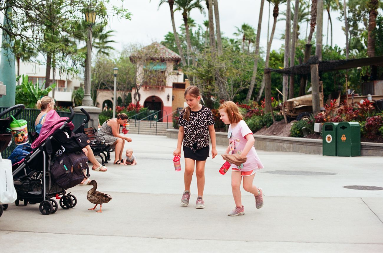 Outdoor walkway at Disney World theme park with strollers and palm trees.