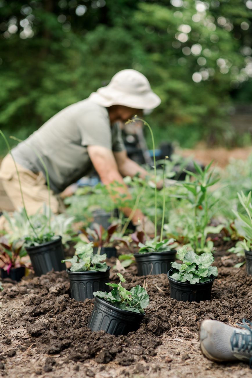 Multiple shots of planting potted seedlings into prepared garden soil.