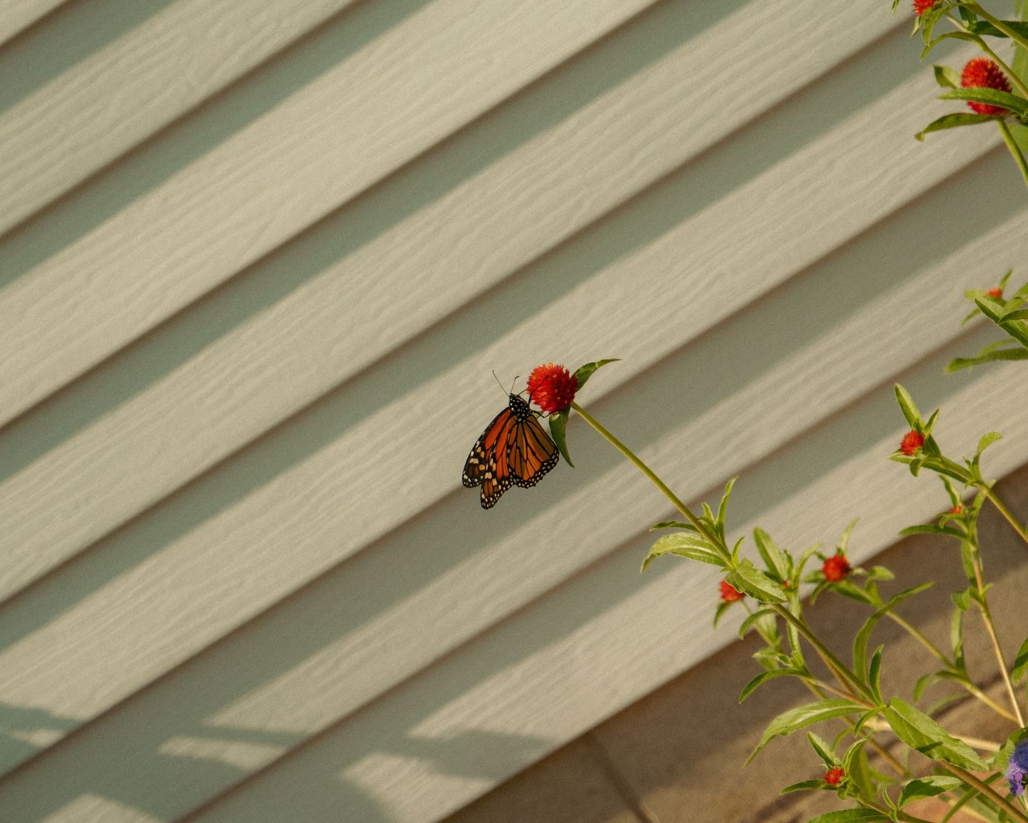 A monarch butterfly perched on a red flower bloom against light green diagonal siding in a garden setting.