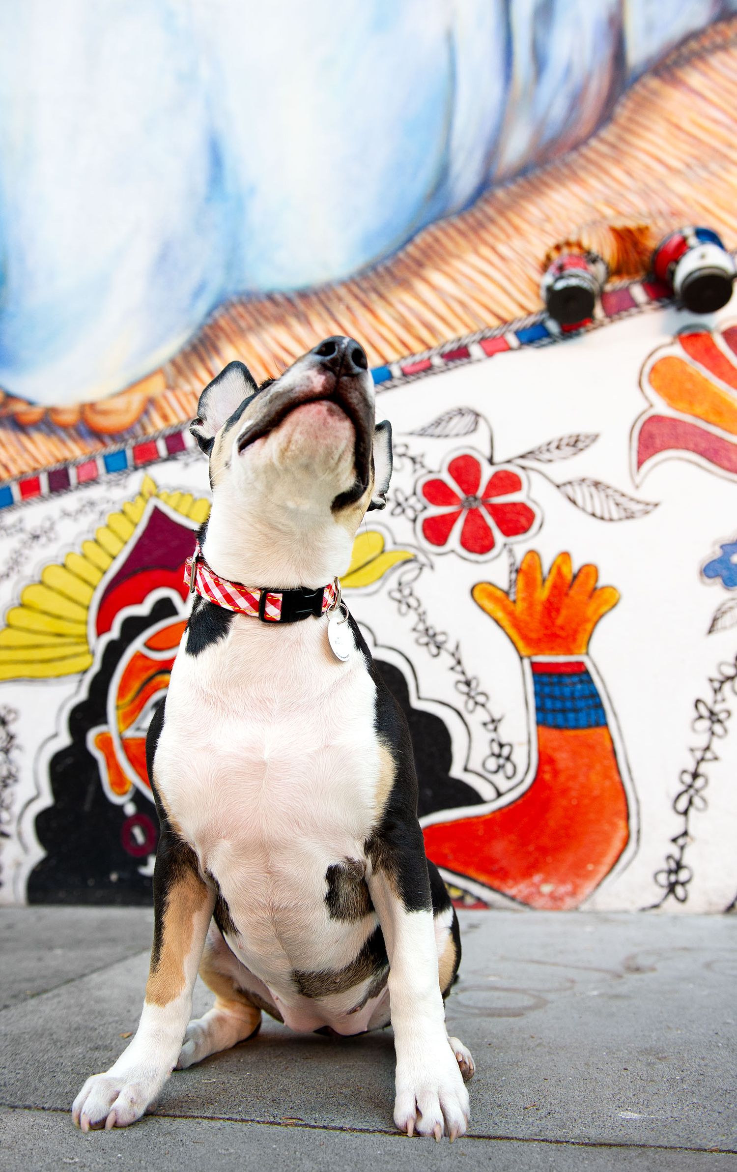 bull terrier in front of colorful mural
