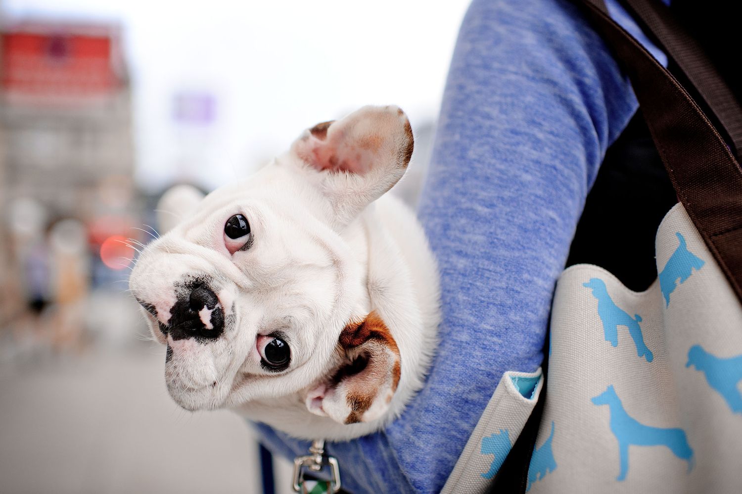 frenchie puppy being carried