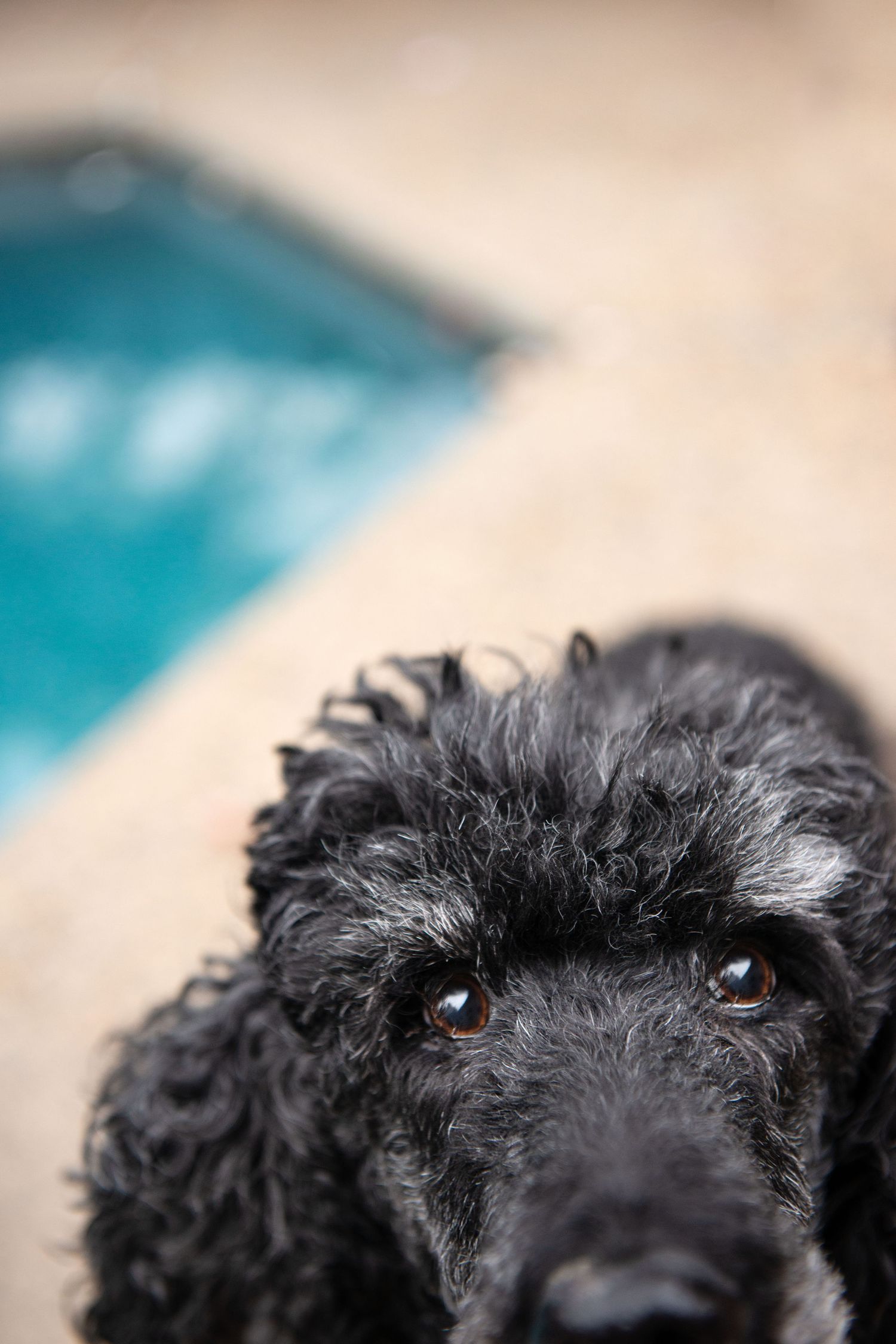 poodle face