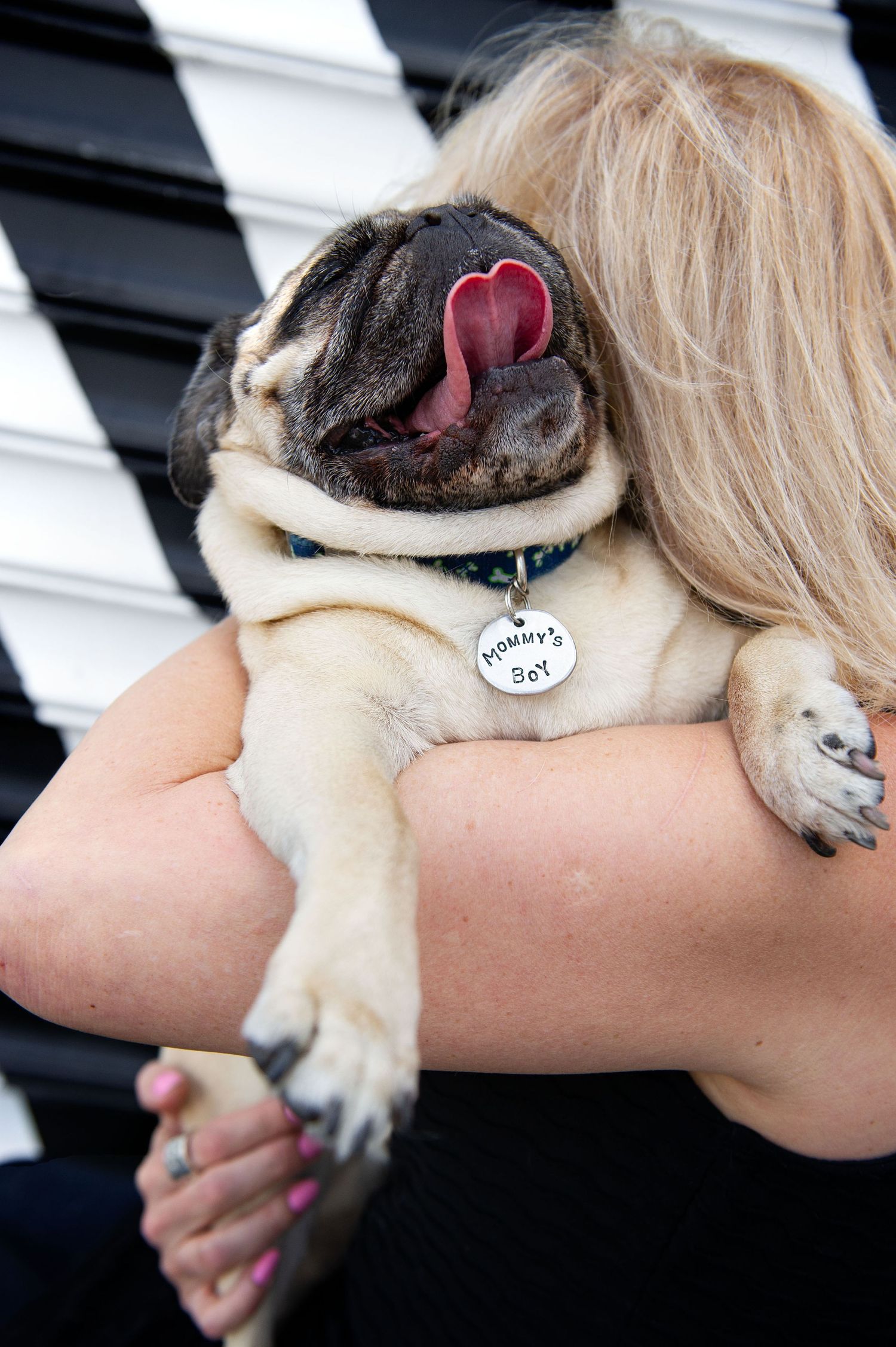 happy pug dog being hugged