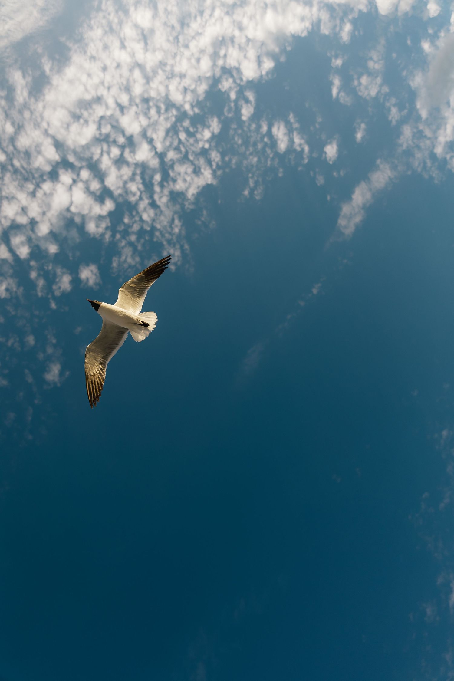 Single seagull soaring against blue sky with scattered white clouds from below.