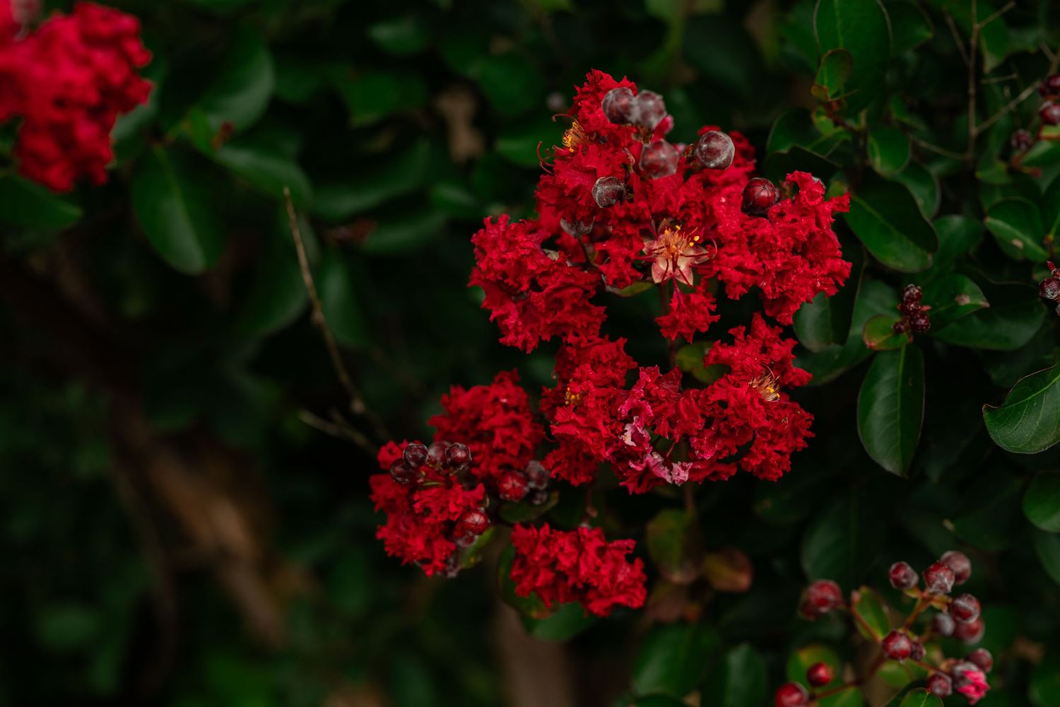 Vibrant red crape myrtle flowers blooming on lush green shrub branches in a garden setting.