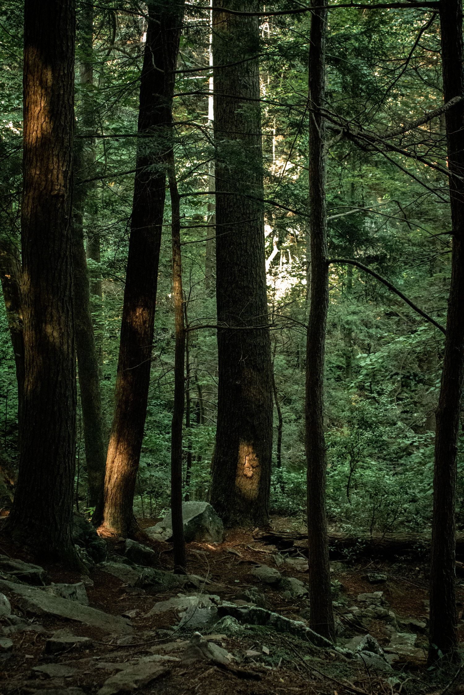 Tall trees in a dense forest with dappled sunlight filtering through green foliage and rocky ground below by Ashley Renee Gallery.