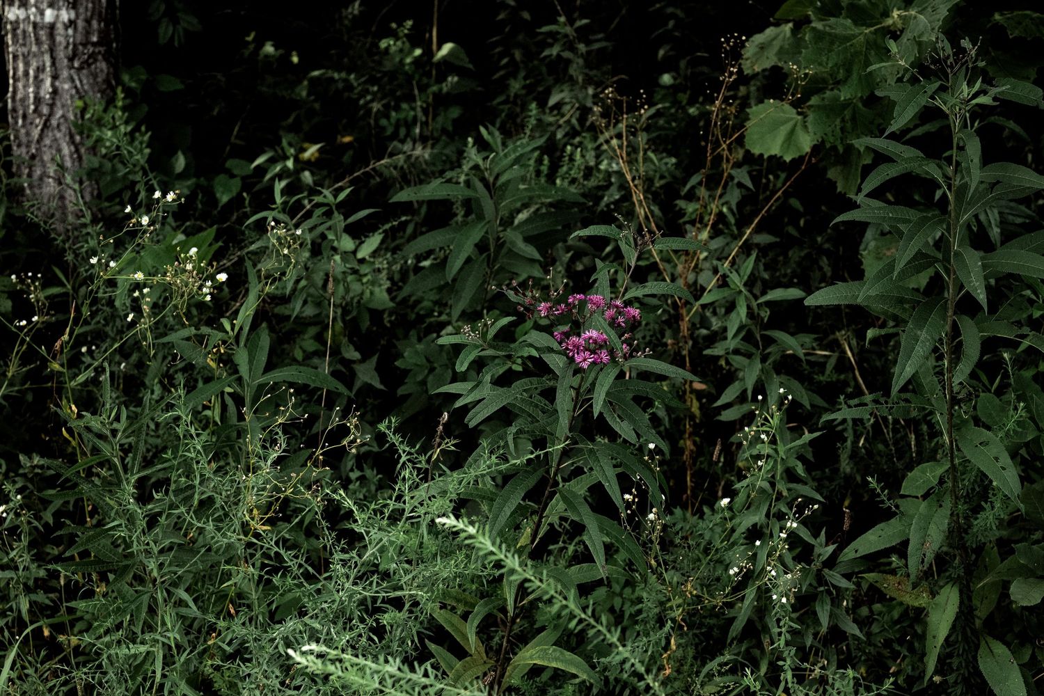 Dense wild garden foliage with purple wildflowers growing among lush green plants near a tree trunk by Ashley Renee Gallery.