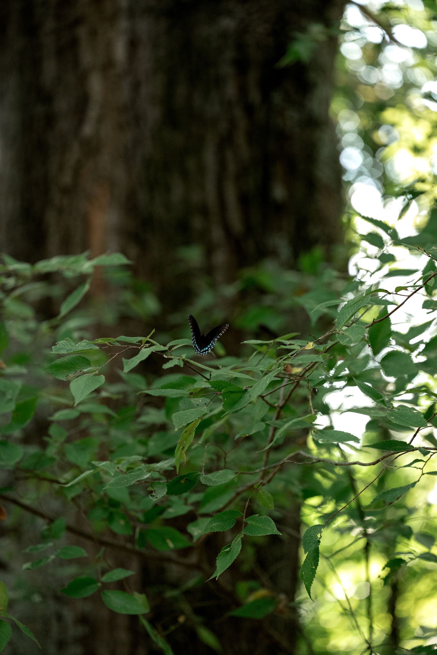 A dark butterfly perched on green forest shrub leaves with a large tree trunk in the background by Ashley Renee Gallery.