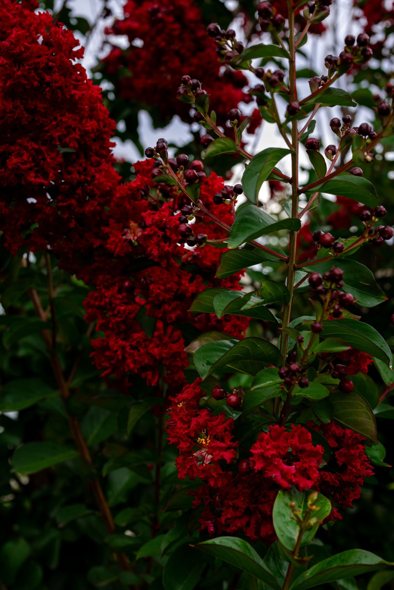 Vibrant red crepe myrtle flowers in full bloom with dark green leaves and budding clusters on slender branches by Ashley Renee Gallery.