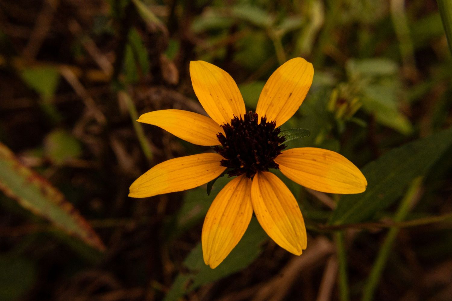 A vibrant yellow black-eyed Susan wildflower with dark brown center blooms against a blurred green foliage background.
