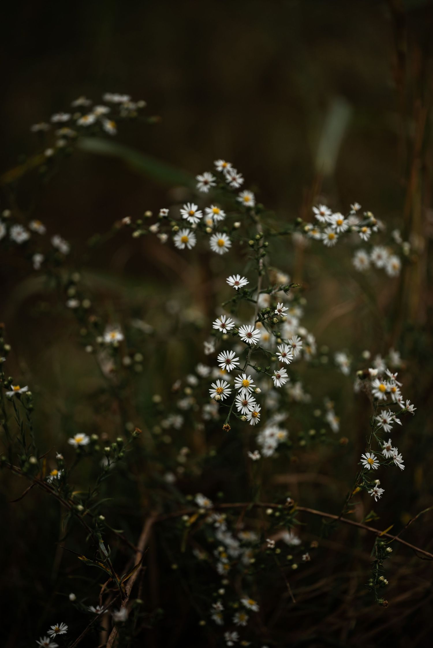 Clusters of small white wildflowers with yellow centers grow on tall stems in a dark, atmospheric natural setting.