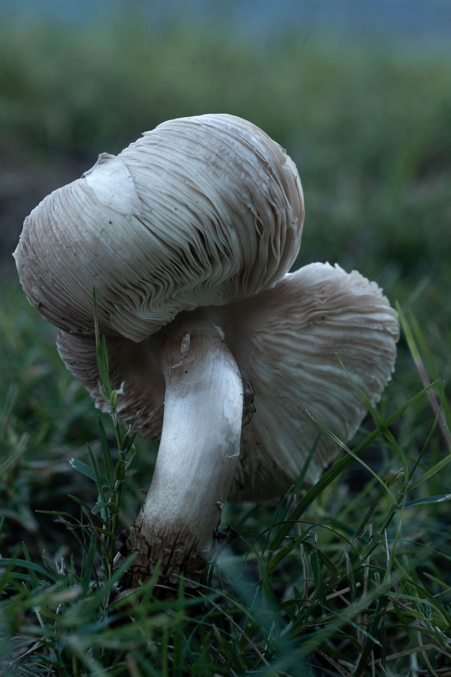 A white wild mushroom with gilled caps in green grass, in natural outdoor lighting with a spider perched on it by Ashley Renee Gallery