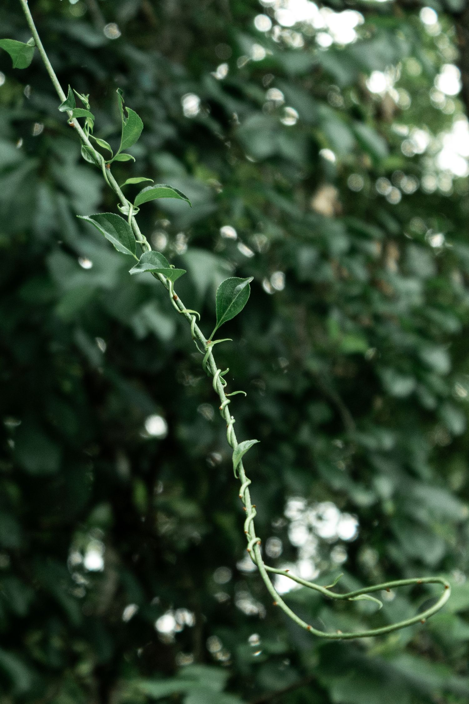A slender green vine with small leaves extends gracefully against a lush, blurred forest background by Ashley Renee Gallery.