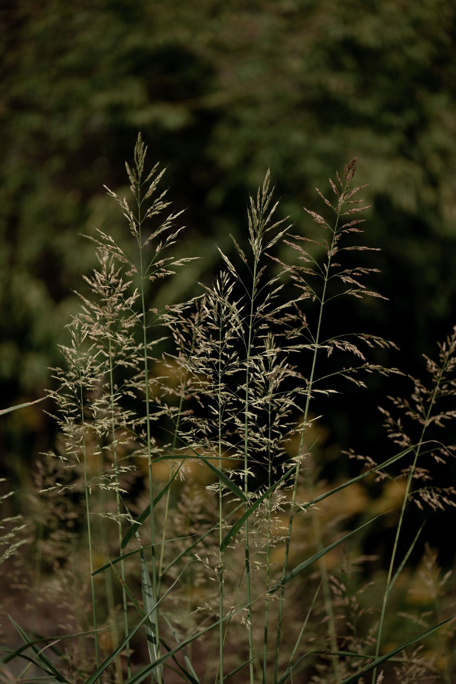 Tall wild grass stems with feathery seed heads glow in sunlight against a dark green blurred forest background.