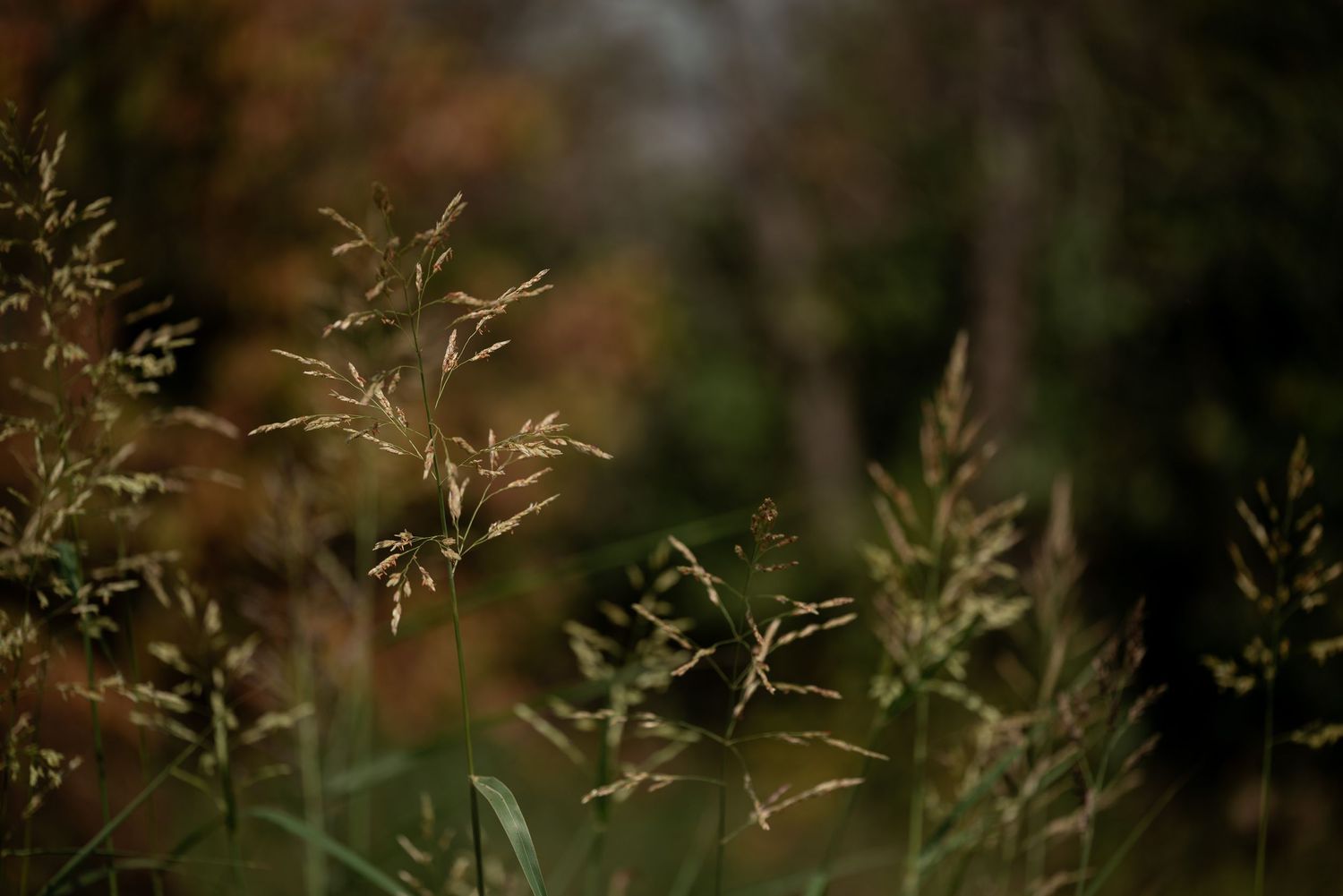 Wild grass seedheads backlit by golden light with a blurred autumn forest background.