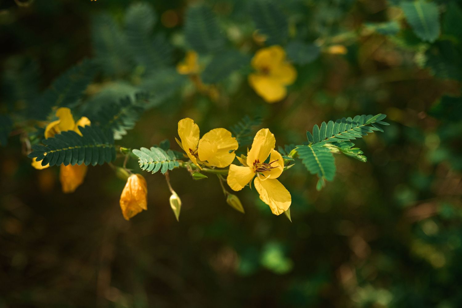 Bright yellow flowers bloom on a delicate green fern branch against a lush dark foliage background by Ashley Renee Gallery.