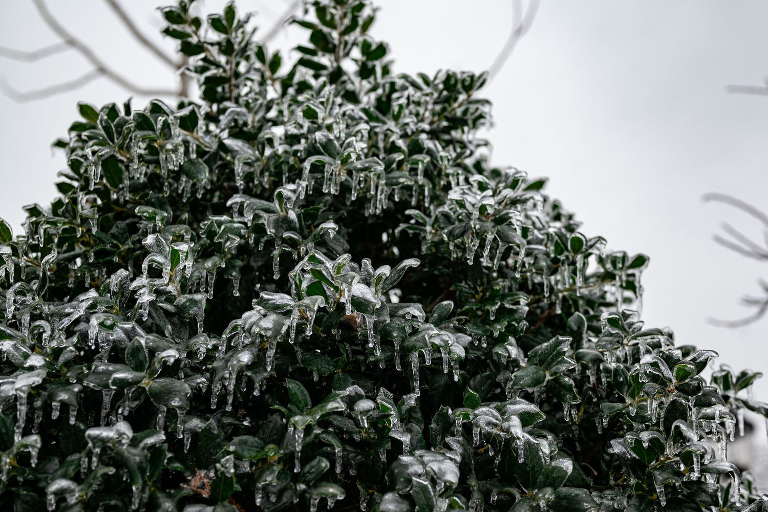 Ice-covered evergreen tree branches glistening with icicles and frost during a winter storm by Ashley Renee Gallery.