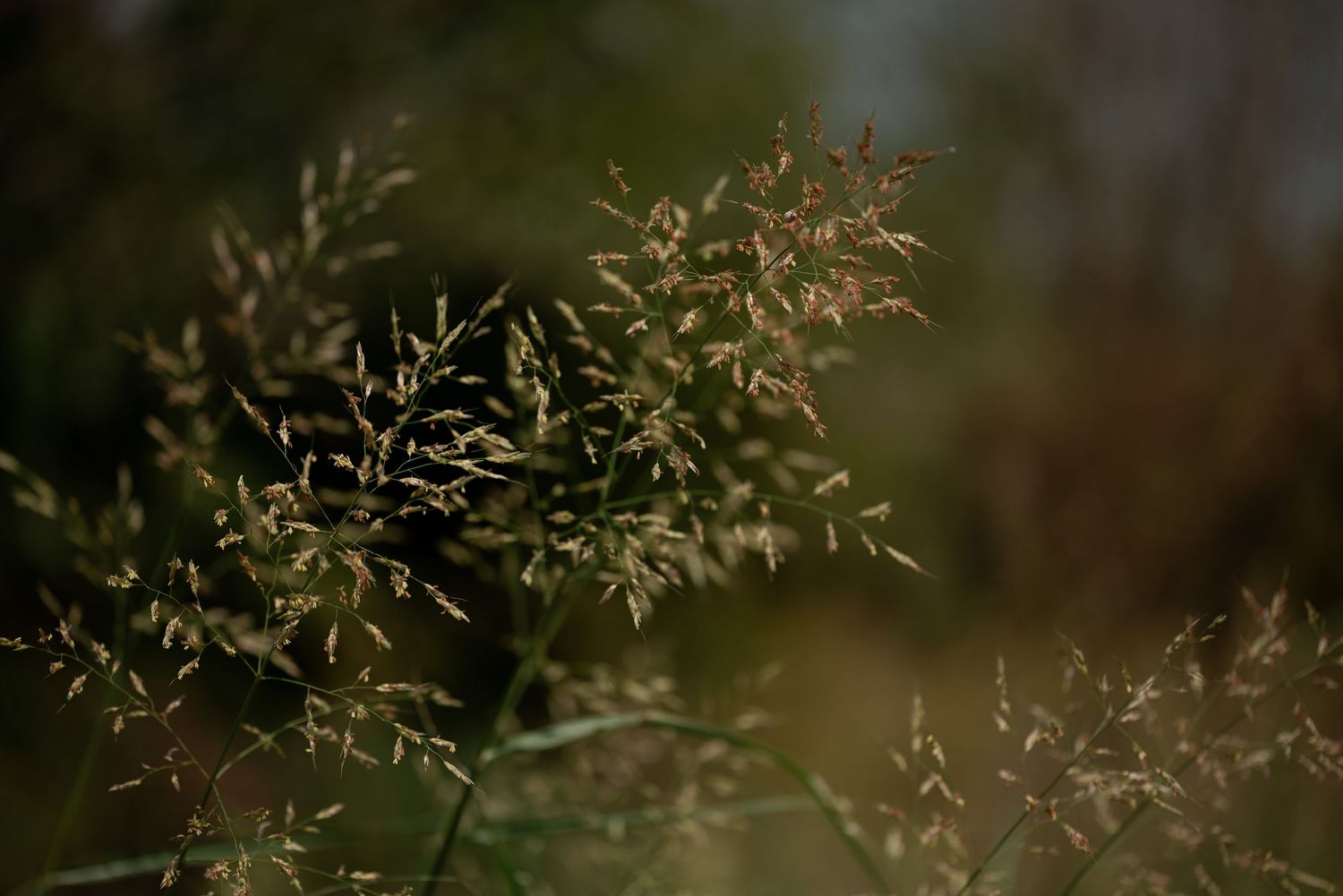 Close-up of wild grass seed heads with delicate branches against a blurred dark green natural background.