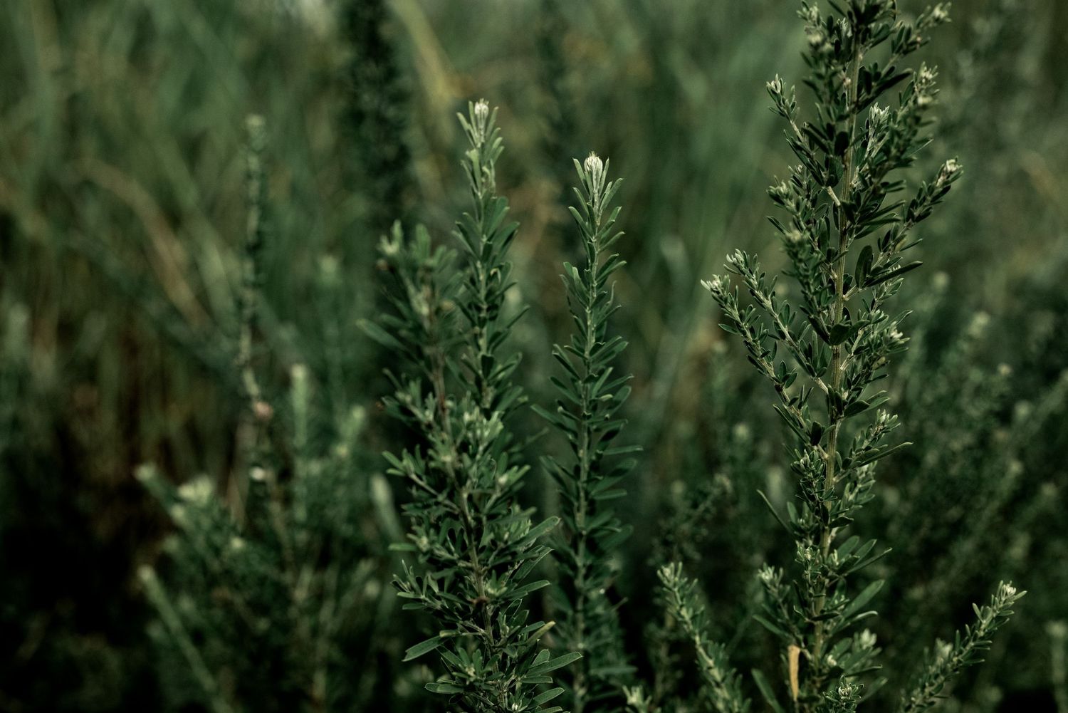 Close-up of lush green rosemary plants with needle-like leaves growing densely in a garden by Ashley Renee Gallery.