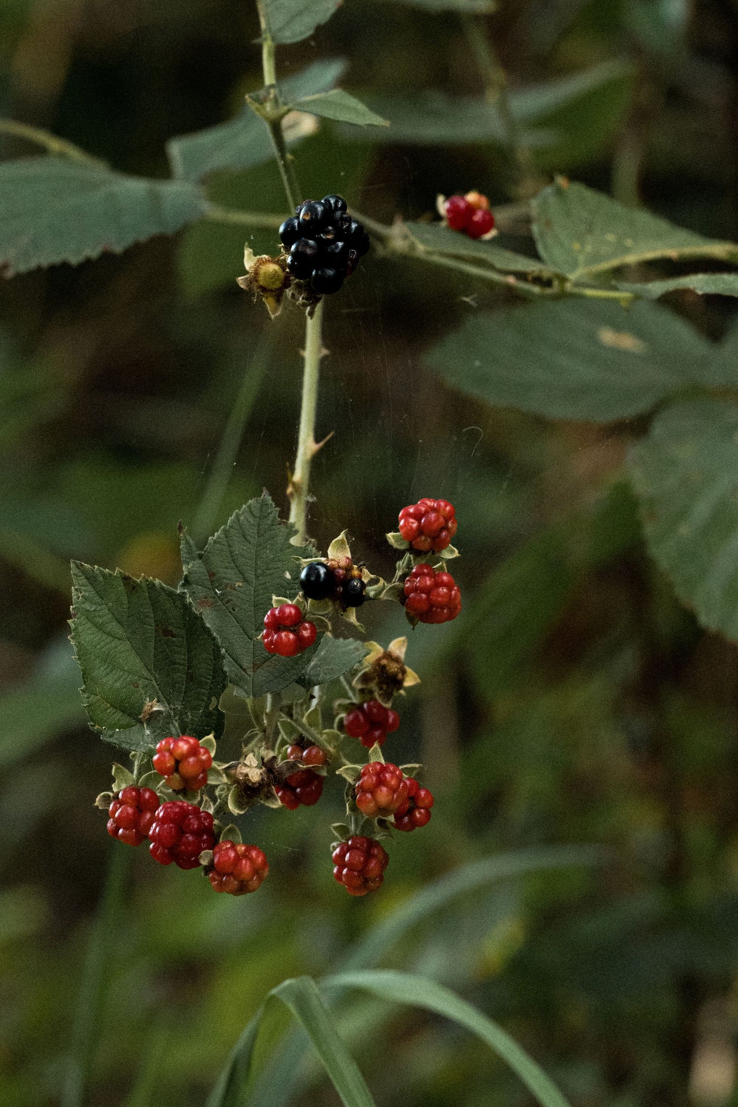 Wild blackberry bush with ripe black and unripe red berries growing on thorny stems with green leaves by Ashley Renee Gallery.
