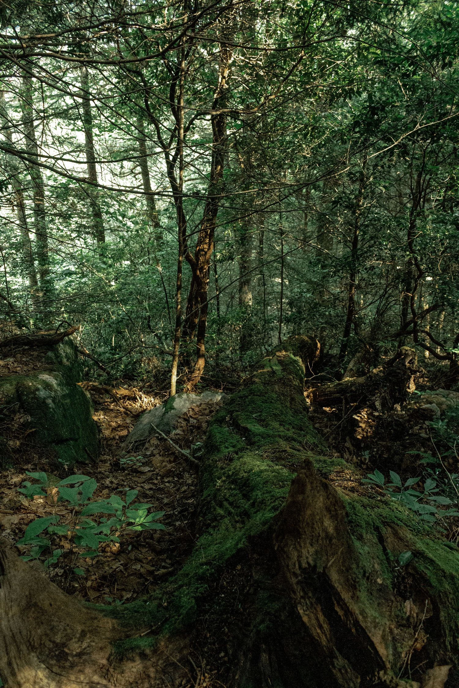 Moss-covered rocks and tree roots in a dense, misty forest with green foliage and tall trees filtering soft sunlight by Ashley Renee Gallery