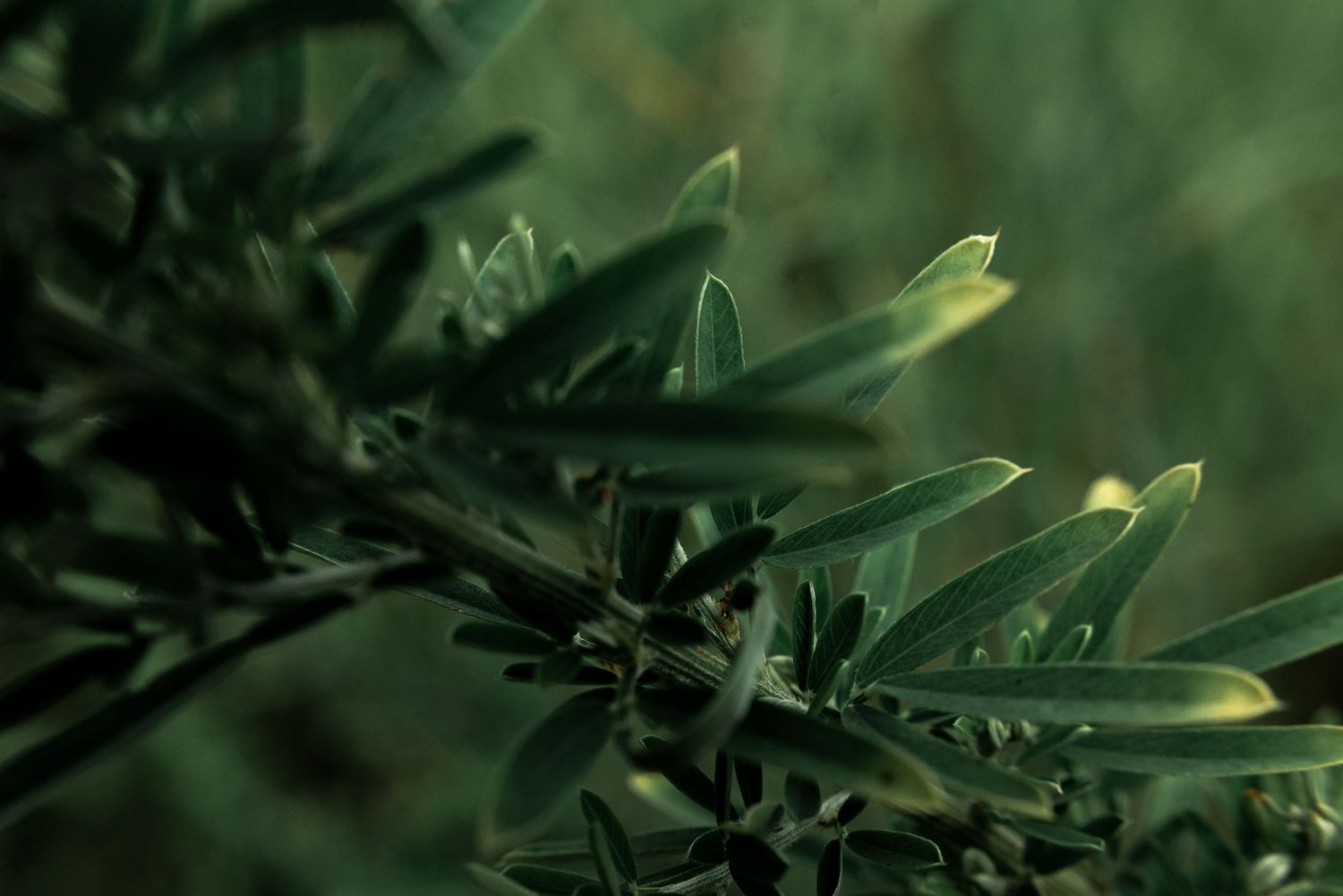Close-up of dark green plant leaves with pointed tips, captured in moody, low-light by Ashley Renee Gallery.
